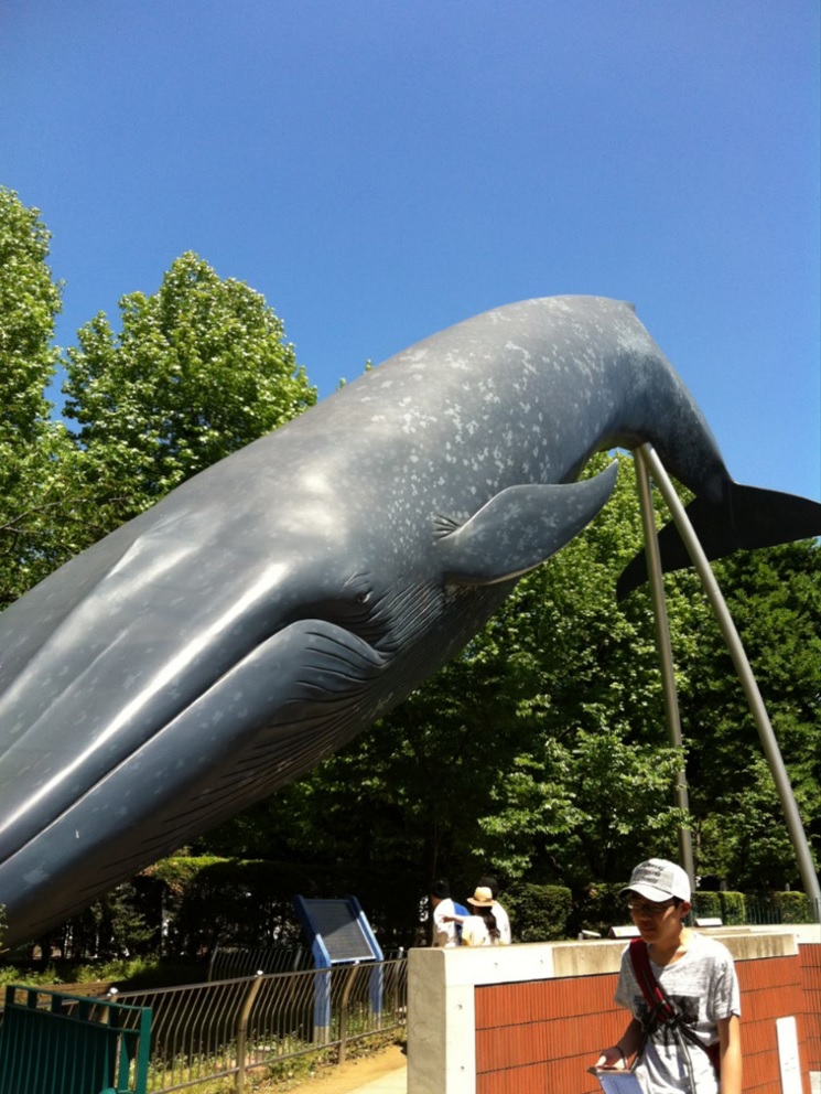 出口のシロナガスクジラ展示物置物画像