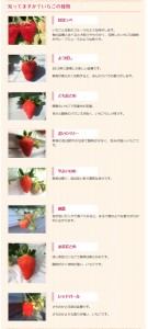 すぎやまいちご園で楽しめるイチゴ７種類の紹介画像キャプチャ（写真）
