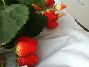 種類不明のすぎやまいちご園のイチゴ