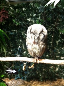 アフリカオオコノハズクの後ろ姿画像