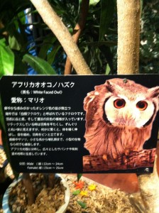 アフリカオオコノハズクの画像
