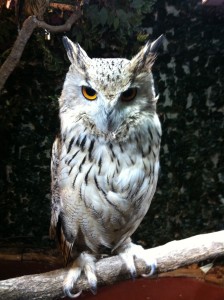 シベリアワシミミズクの画像