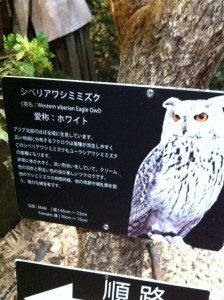 シベリアワシミミズクの紹介文画像