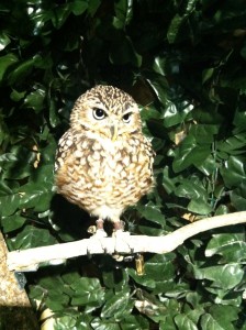 アナホリフクロウの画像