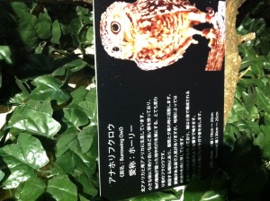 アナホリフクロウの紹介文画像