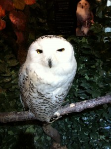 京都ふくろうの森のヘドウィグ（白フクロウ）画像2