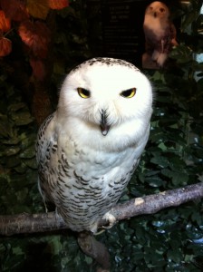 京都ふくろうの森のヘドウィグ（白フクロウ）画像