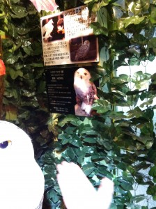 京都ふくろうの森のヘドウィグ（白フクロウ）の紹介文の画像