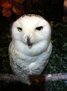 京都ふくろうの森のヘドウィグ（白フクロウ）画像3