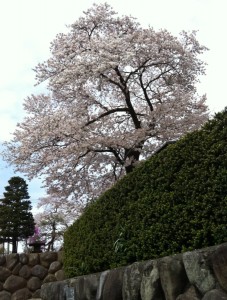 桜の木の画像