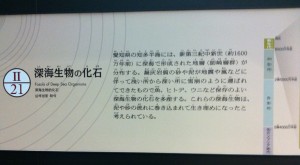 国立科学博物館の展示～深海生物の化石画像