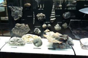 海の化石展示物画像