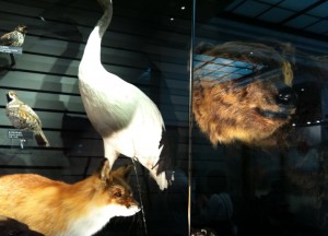 上野博物館クマの展示物画像