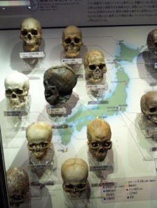 上野博物館の展示物～どくろの画像