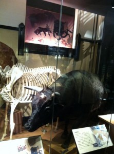 国立科学博物館の牛の展示物画像