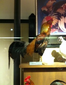 薩摩鳥（サツマドリ）の画像