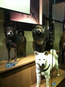 忠犬ハチ公の画像