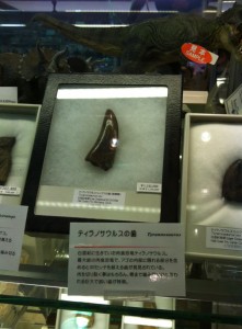 国立科学博物館のお土産屋さん～ティラノサウルスの歯（高額）の画像