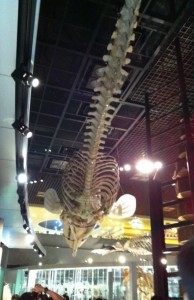 国立科学博物館の魚類の化石