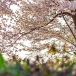 小学校受験の試験結果のイメージ画像（桜の木）