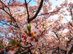 合格実績が素晴らしい中学受験ドクター