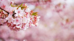中学受験ドクターで合格した後の春