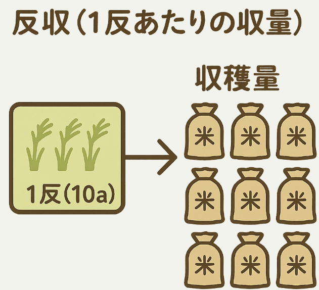 1反あたりの収量(反収)を示す図解